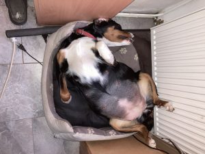 Kira, tragend, legt sich entspannt auf den Rücken – Pfoten in die Luft, ein Bild absoluter Ruhe.