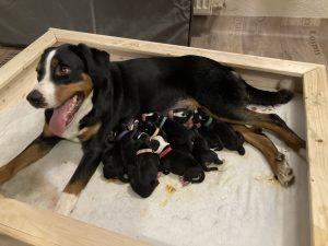 Nach drei Voruntersuchungen die Überraschung: Kira bringt beim ersten Wurf zehn gesunde Welpen zur Welt.