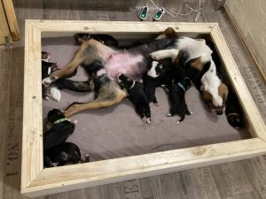 Kira hat zehn Zitzen ausgebildet, das Gewicht wird mehrmals täglich kontrolliert – bunte Halsbändchen helfen beim Überblick.