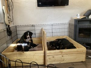 Die ersten drei Tage hatte Paula mit ihren Welpen eine eigene Wurfkiste im Schlafzimmer, bevor die Zusammenführung im Wohnzimmer begann.
