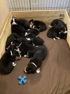 Die Zusammenlegung klappte hervorragend – bald ging es zwischen den Wurfkisten „kreuz und quer“.