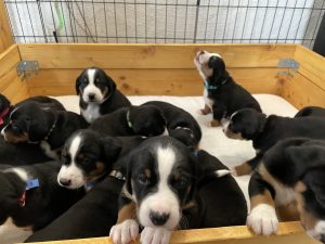 Nach einigen Stunden sind neun gesunde Appenzeller zur Welt gekommen – außergewöhnlich viele, doch Gott sei Dank alle gesund.