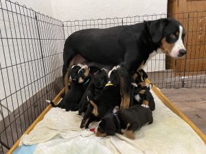 Paula ist vorbeigekommen, um die Welpen zu säugen. Das machen beide Muttertiere mal einzeln, mal gemeinsam.