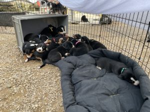 Ab der vierten Woche kommen die Welpen schon zu uns raus in den Hof – so lernen sie erste Umweltreize kennen.
