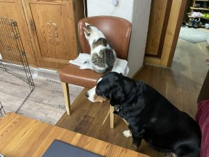 Paula und unsere Katze Susi halten gebührenden Abstand, schauen aber interessiert zu.