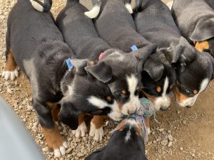 Die Welpen sind jetzt acht Wochen alt und spielen viel – an einem Stück Tau versucht jeder, sich ein Stückchen zu ergattern.